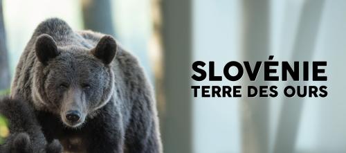 Slovénie, terre des ours