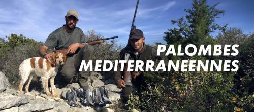 Palombes méditerranéennes