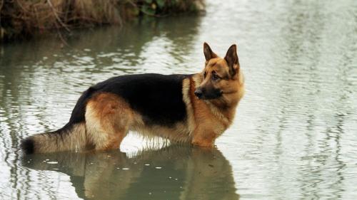 Rex, chien flic