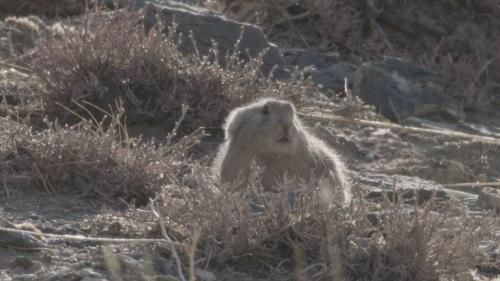 Destination Wild : Mongolie