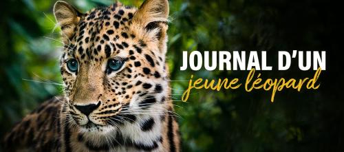 Journal d'un jeune léopard
