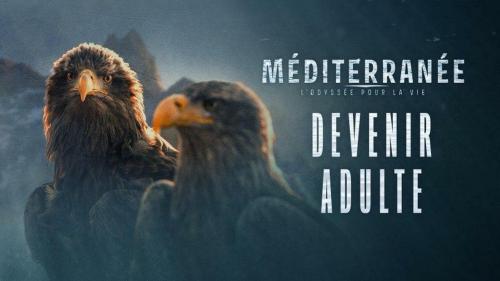 Méditerranée, l'odyssée pour la vie