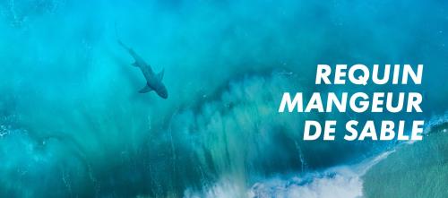Requin, le mangeur de sable