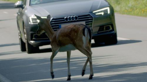 Attention ! Passage d'animaux : Quand la faune croise nos routes