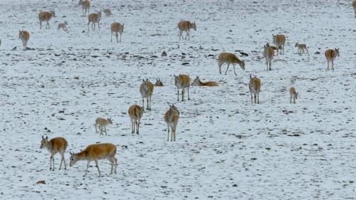Les animaux des hauts plateaux tibétains