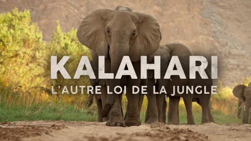 Kalahari, l'autre loi de la jungle