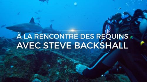 A la rencontre des requins avec Steve Backshall
