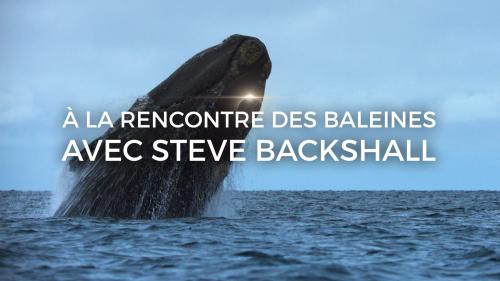 A la rencontre des baleines avec Steve Backshall