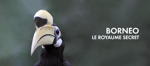 Bornéo : le royaume secret
