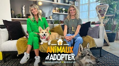 Animaux à adopter : nouvelle famille pour une nouvelle vie