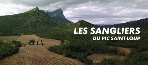 Les sangliers du Pic Saint-Loup