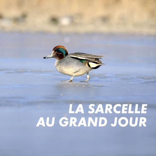 La Sarcelle au grand jour