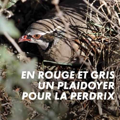 En rouge et gris, un plaidoyer pour la perdrix