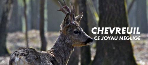 Chevreuil, ce joyau négligé