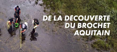 De la découverte du brochet aquitain