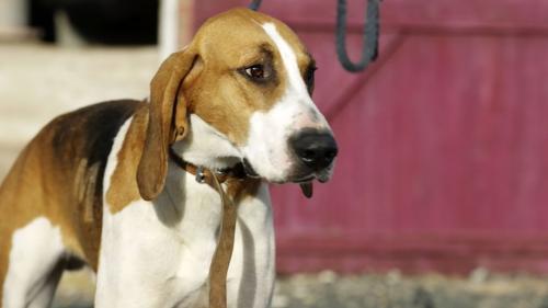 Des chiens de légende